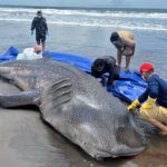 Lima tahun terakhir wilayah selatan Jawa menjadi pusat terdamparnya hiu paus, spesies ikan terbesar di dunia