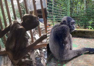 Perjalanan Gollum, owa yang dulu tanpa bulu kini siap ke hutan