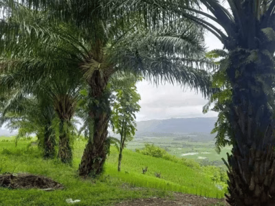Keberadaan sawit di kawasan Geopark Ciletuh bukan sekadar soal perubahan visual, melainkan ancaman ekologis yang serius.