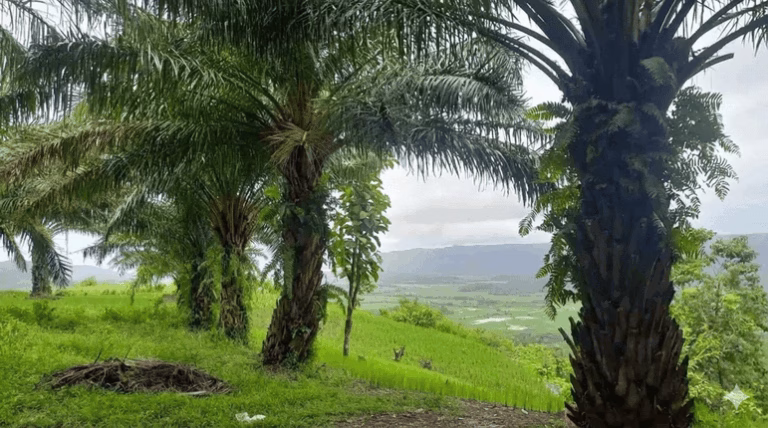 Keberadaan sawit di kawasan Geopark Ciletuh bukan sekadar soal perubahan visual, melainkan ancaman ekologis yang serius.