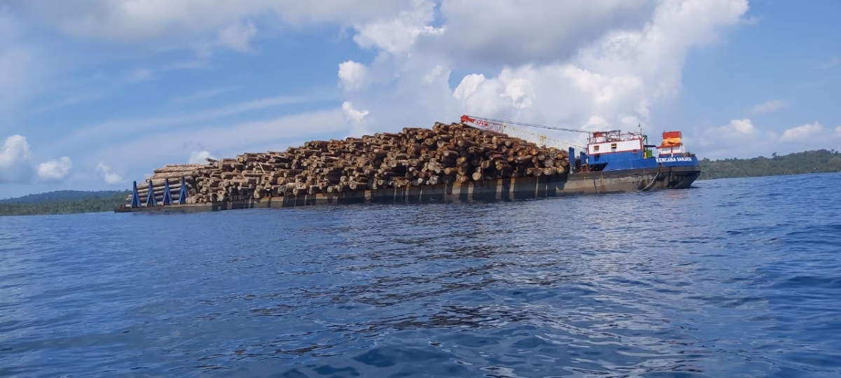 Hutan Sipora Mentawai bukan sekadar kumpulan pohon; mereka adalah rumah bagi primata endemik yang tidak ditemukan di tempat lain di dunia.