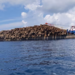 Hutan Sipora Mentawai bukan sekadar kumpulan pohon; mereka adalah rumah bagi primata endemik yang tidak ditemukan di tempat lain di dunia.