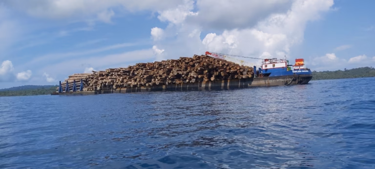 Hutan Sipora Mentawai bukan sekadar kumpulan pohon; mereka adalah rumah bagi primata endemik yang tidak ditemukan di tempat lain di dunia.
