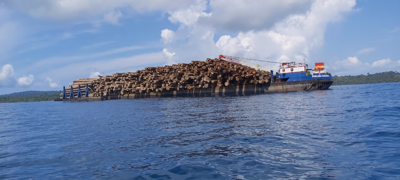 Hutan Sipora Mentawai bukan sekadar kumpulan pohon; mereka adalah rumah bagi primata endemik yang tidak ditemukan di tempat lain di dunia.