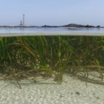 Indonesia memiliki peluang untuk menjadi pemimpin dunia dalam ekonomi biru. Dengan merawat padang lamun