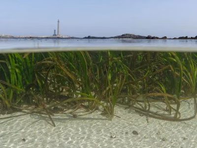 Indonesia memiliki peluang untuk menjadi pemimpin dunia dalam ekonomi biru. Dengan merawat padang lamun