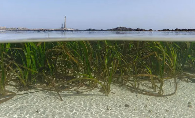 Indonesia memiliki peluang untuk menjadi pemimpin dunia dalam ekonomi biru. Dengan merawat padang lamun