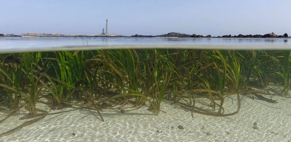 Indonesia memiliki peluang untuk menjadi pemimpin dunia dalam ekonomi biru. Dengan merawat padang lamun
