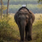 Kampanye #SaveTessoNilo mencoba menarik perhatian yang mungkin lupa bahwa hilangnya Tesso Nilo adalah kehilangan bagi semua orang.