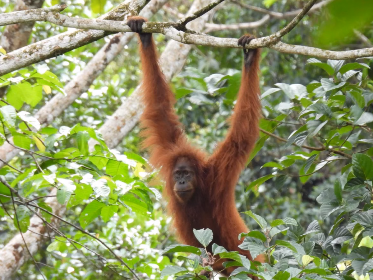 Orangutan Tapanuli hidup di hutan tropis dengan wilayah jelajah yang sangat sempit dan populasi yang kecil sehingga rentan terhadap tekanan besar.