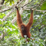 Orangutan Tapanuli hidup di hutan tropis dengan wilayah jelajah yang sangat sempit dan populasi yang kecil sehingga rentan terhadap tekanan besar.
