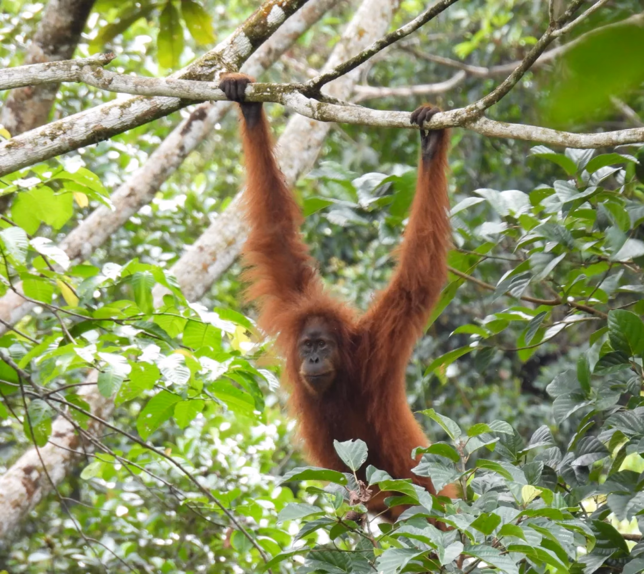 Orangutan Tapanuli hidup di hutan tropis dengan wilayah jelajah yang sangat sempit dan populasi yang kecil sehingga rentan terhadap tekanan besar.