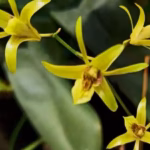 Bojonegoro pun menjadi "benteng terakhir" bagi anggrek larat hijau ini dengan populasi kritis sebanyak 215 individu