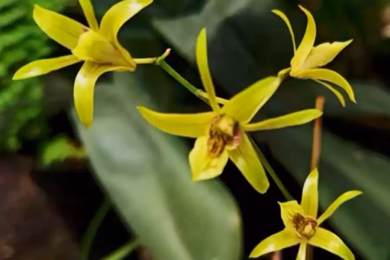 Bojonegoro pun menjadi "benteng terakhir" bagi anggrek larat hijau ini dengan populasi kritis sebanyak 215 individu