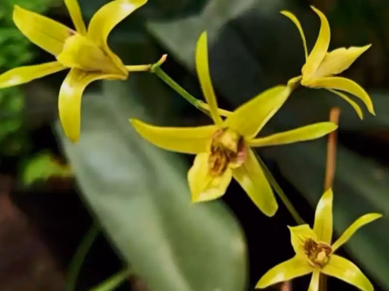 Bojonegoro pun menjadi "benteng terakhir" bagi anggrek larat hijau ini dengan populasi kritis sebanyak 215 individu