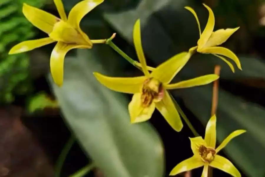 Bojonegoro pun menjadi "benteng terakhir" bagi anggrek larat hijau ini dengan populasi kritis sebanyak 215 individu