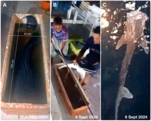 Ilmuwan: Teluk Saleh mungkin tempat hiu paus melahirkan dan asuh bayi