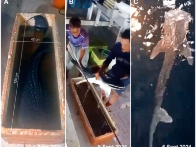 Teluk Saleh di NTB kemungkinan besar menjadi habitat hiu paus melahirkan dan mengasuh bayi-bayinya