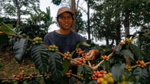 Panggilan pulang Hamzah dan aroma kopi di ketinggian Kahayya