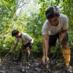 Inisiatif kolaboratif di Berau bertajuk Mangrove Sahabat Tambak Lestari (MESTI) membuktikan bahwa produktivitas tambak dan kelestarian mangrove bisa selaras.