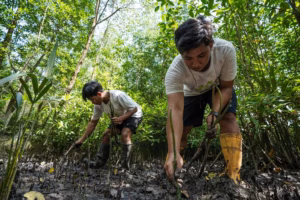 Harmoni di Pesisir Berau, saat udang dan mangrove tumbuh berdampingan