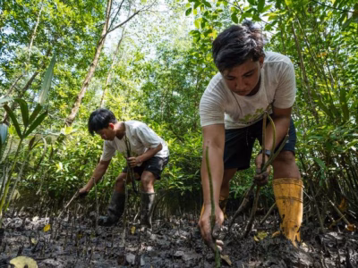 Inisiatif kolaboratif di Berau bertajuk Mangrove Sahabat Tambak Lestari (MESTI) membuktikan bahwa produktivitas tambak dan kelestarian mangrove bisa selaras.