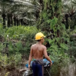 Penghancuran kawasan resapan air di hulu hutan Kalimantan demi akumulasi modal telah mengirimkan bencana ke wilayah pesisir.