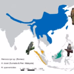 Para peneliti mengidentifikasi spesies baru burung elang-kuak (hawk-cuckoo) yang sebelumnya tidak pernah secara formal dikenali oleh ilmu pengetahuan.