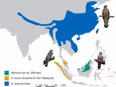 Para peneliti mengidentifikasi spesies baru burung elang-kuak (hawk-cuckoo) yang sebelumnya tidak pernah secara formal dikenali oleh ilmu pengetahuan.