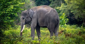 Sumatera di ujung krisis biodiversitas tertinggi di Indonesia 