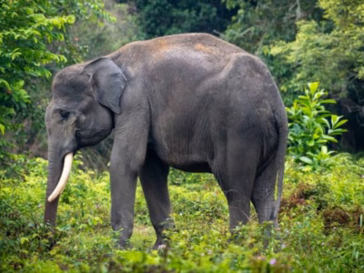 Angka kehilangan biodiversitas di Sumatera diproyeksikan mencapai sekitar 15 persen pada tahun 2050