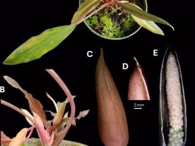 Temuan tumbuhan endemik baru bukan hanya soal angka, para peneliti juga memberikan catatan konservasi yang serius.