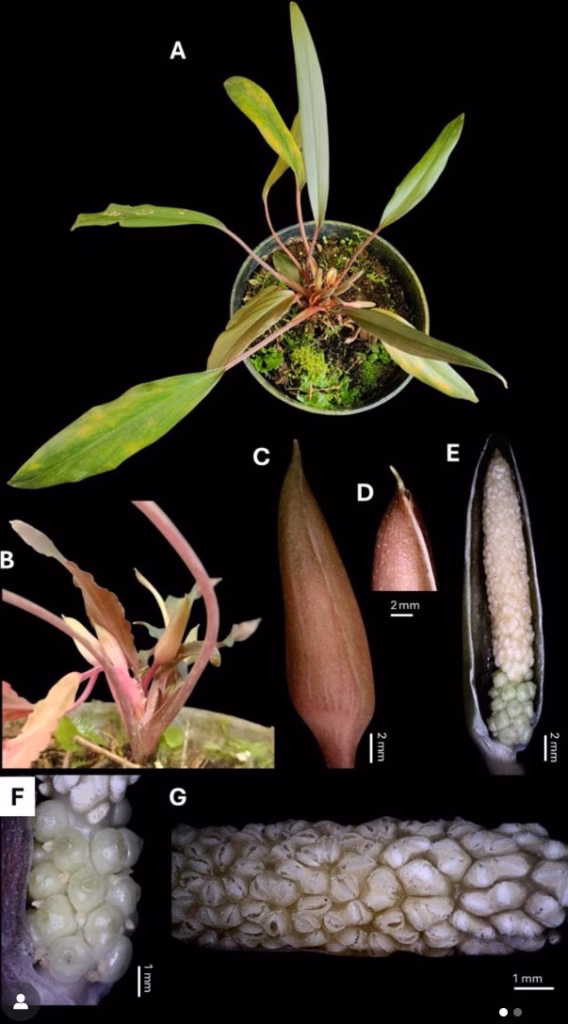 Temuan tumbuhan endemik baru bukan hanya soal angka, para peneliti juga memberikan catatan konservasi yang serius.