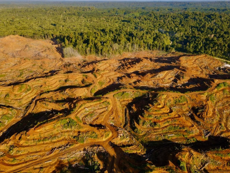 Masyarakat adat Papua berusaha melestarikan hutan mereka dari penawaran perusahaan sawit yang menggoda.