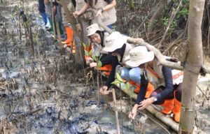 Rehabilitasi mangrove di Patikang perkuat ekosistem laut pesisir Banten