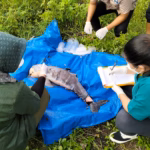 Selain ancaman fisik dari tongkang, penyebab kematian Pesut Mahakam juga datang dari aktivitas manusia lainnya.