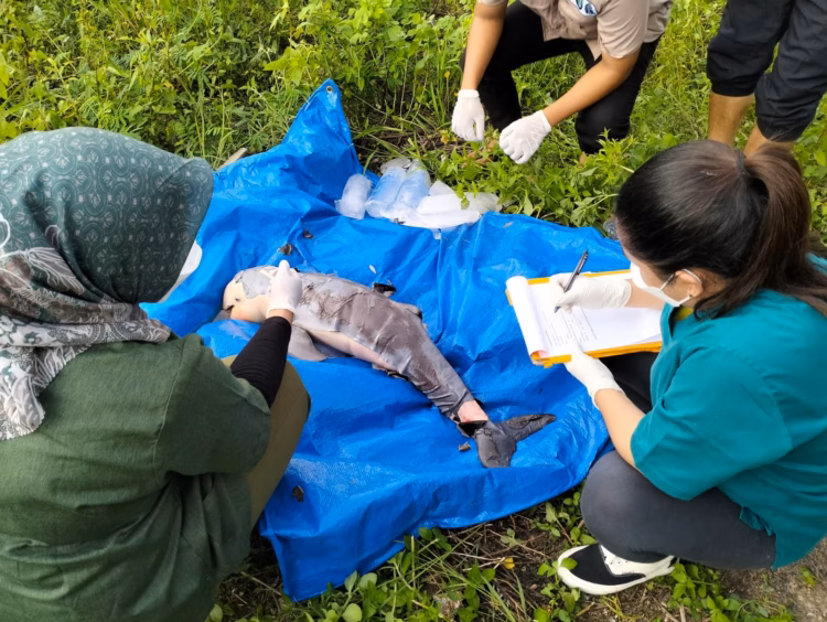 Selain ancaman fisik dari tongkang, penyebab kematian Pesut Mahakam juga datang dari aktivitas manusia lainnya.