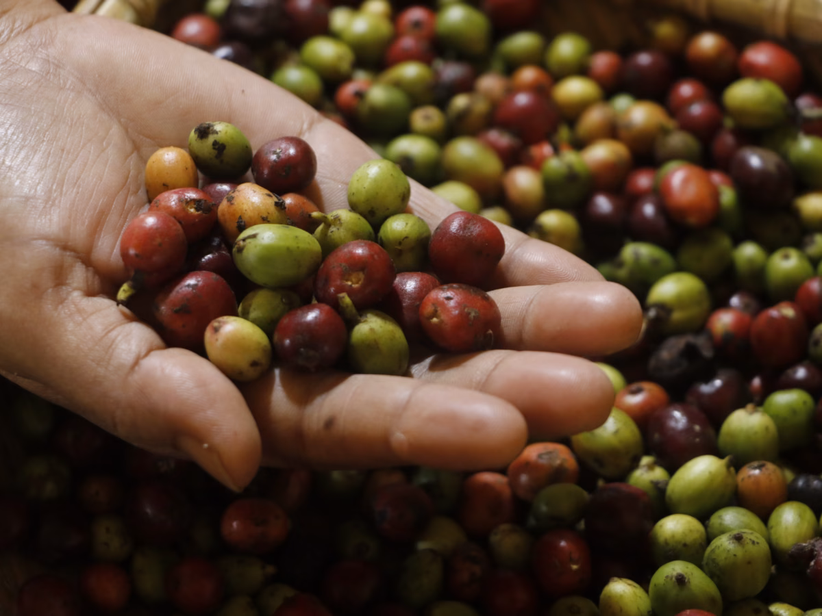 Banjir bandang merusak kebun kopi di delapan kecamatan di Bener Meriah. Dampak bencana meluas ke sektor pertanian lainnya.