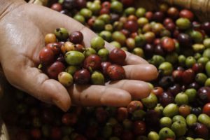 Banjir bandang hantam jantung kebun kopi Gayo di Bener Meriah
