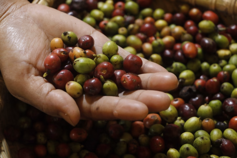 Banjir bandang merusak kebun kopi di delapan kecamatan di Bener Meriah. Dampak bencana meluas ke sektor pertanian lainnya.