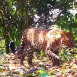Macan tutul Jawa yang terekam pincang di hutan pegunungan Sanggabuana. Sumber Foto: Tangkapan layar kamera trap milik tim SCF