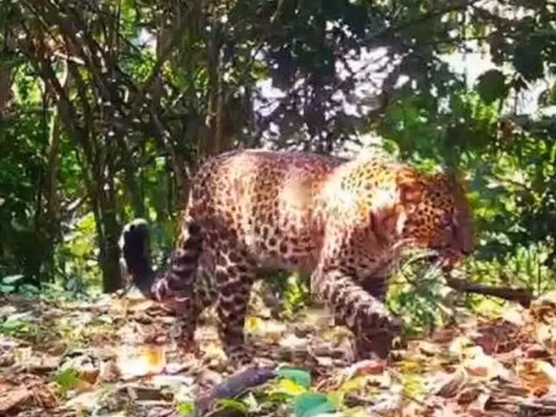 Macan tutul Jawa yang terekam pincang di hutan pegunungan Sanggabuana. Sumber Foto: Tangkapan layar kamera trap milik tim SCF