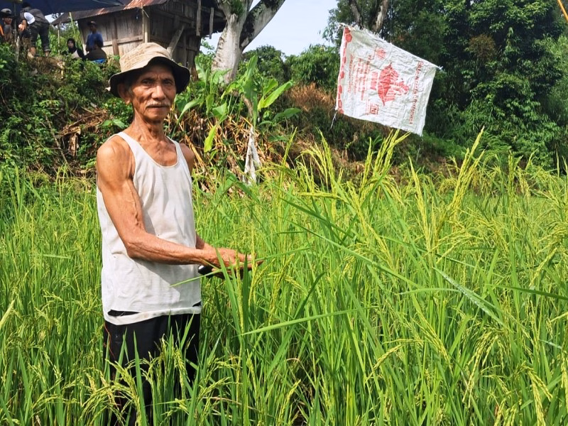Memanggil Kembali Roh Menanam Padi Riun: Ikhtiar Merawat Kedaulatan Pangan di Sungai Lisai Hutan Bengkulu