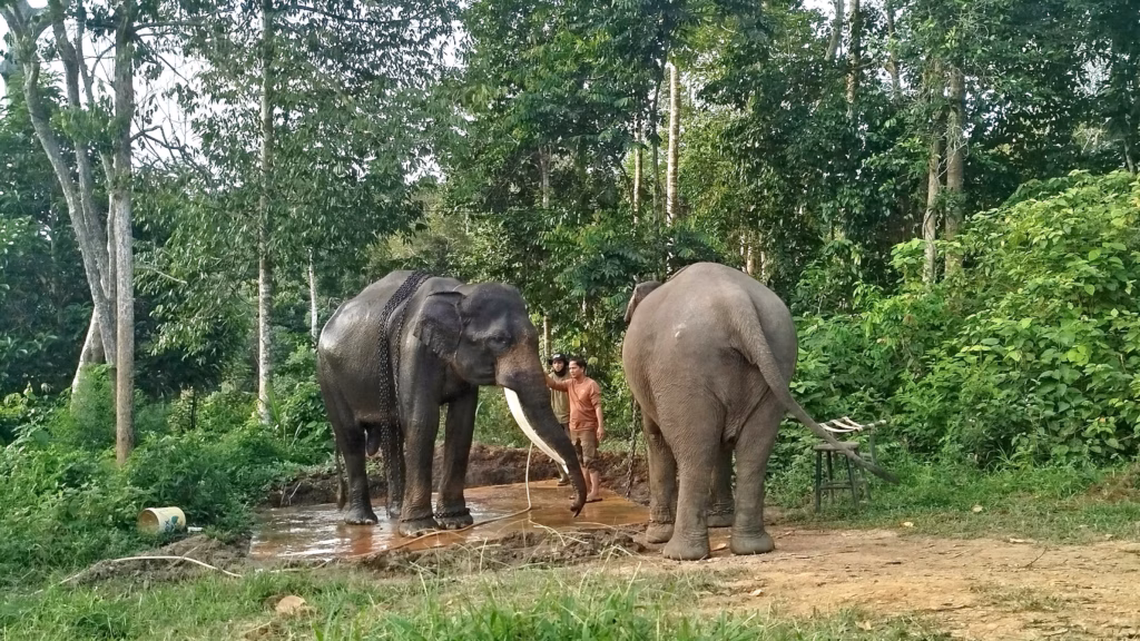 Tambang batu bara menjadi ancaman serius terhadap kelangsungan hidup gajah sumatera (Elephas Maximus Sumatrensis)