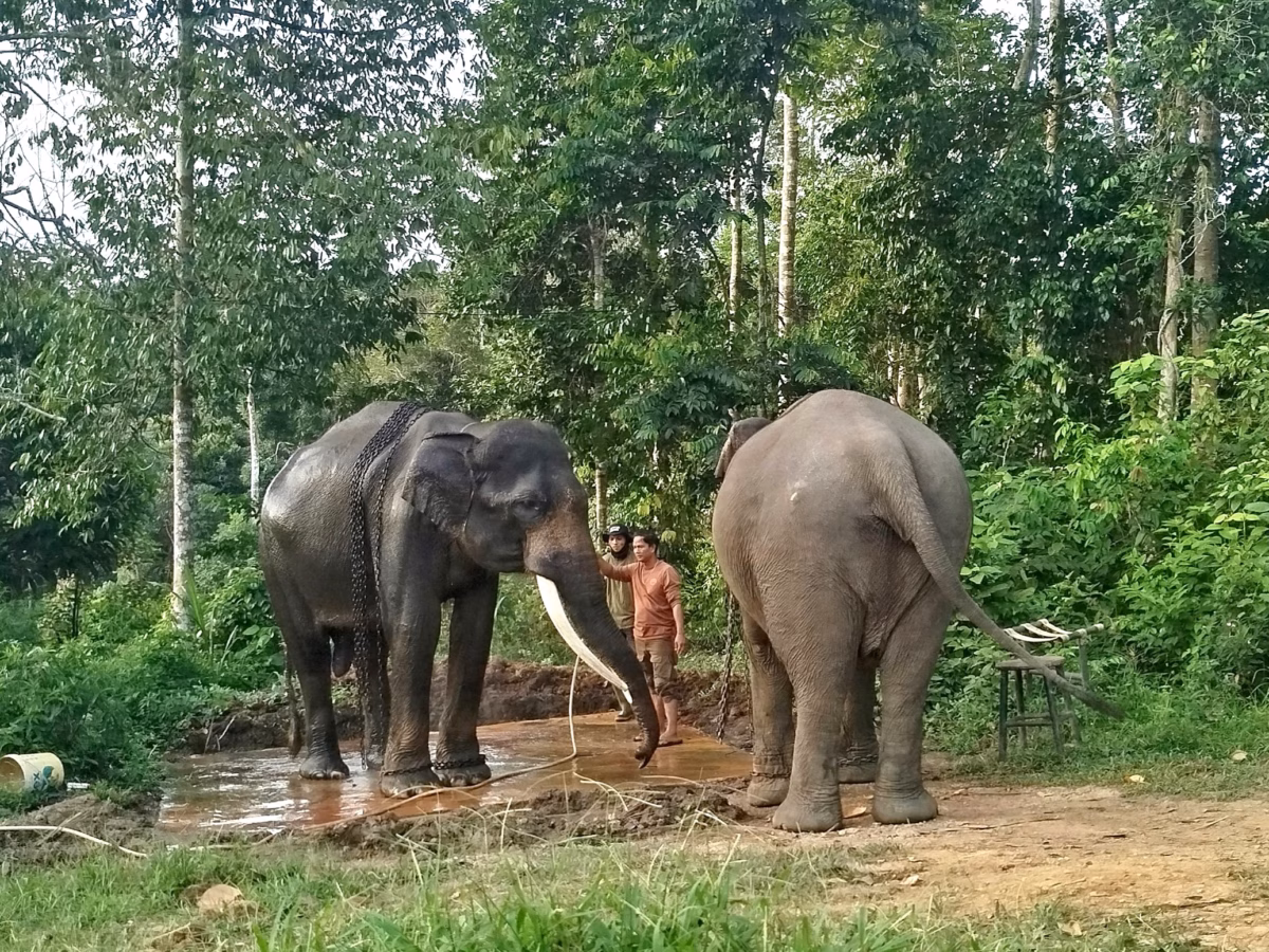 Tambang batu bara menjadi ancaman serius terhadap kelangsungan hidup gajah sumatera (Elephas Maximus Sumatrensis)