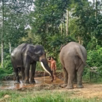 Tambang batu bara ganggu kehidupan Gajah Sumatera