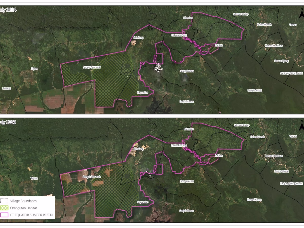 Deforestasi PT ESR Picu Kerusakan Ekologis dan Konflik Masyarakat Adat di Koridor Konservasi Kapuas Hulu