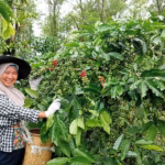 Kebun kopi tangguh iklim bukan sekadar teknik pertanian. Ini jalan memulihkan martabat tanah dan kemandirian petani perempuan.
