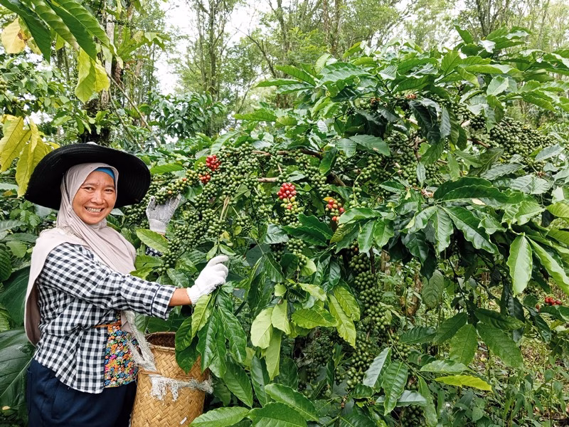 Kebun kopi tangguh iklim bukan sekadar teknik pertanian. Ini jalan memulihkan martabat tanah dan kemandirian petani perempuan.