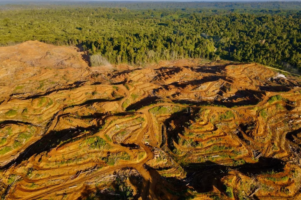 Papuan Indigenous people in Sorong recently rejected a multi-billion rupiah offer from a palm oil company, choosing to protect their ancestral forests over industrial expansion.